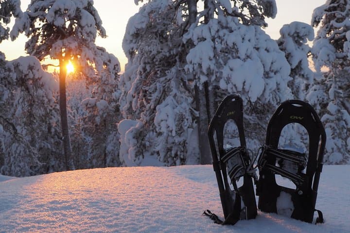 Snowshoe Lapland: Guided Winter Walk with a Local Biologist