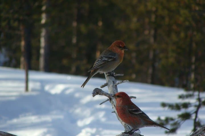 Snowshoe Lapland: Guided Winter Walk with a Local Biologist photo 2