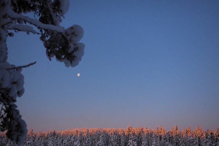 Snowshoe Lapland: Guided Winter Walk with a Local Biologist photo 4