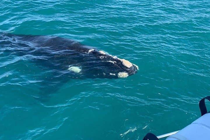Hermanus Whale Watching, Hemel-en-Aarde Wine Tasting & Betty's Bay Penguin Colony Day Tour photo 4