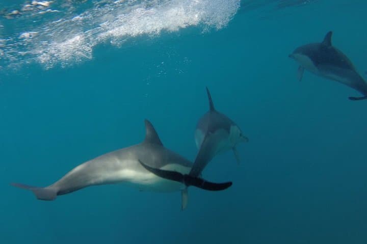 Dolphin Watching in Arrábida Marine Park — Boat Tours from Sesimbra photo 5