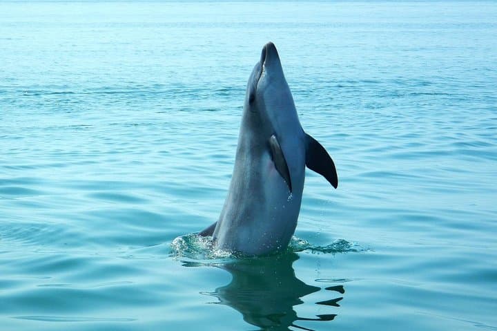 Dolphin Watching in Arrábida Marine Park — Boat Tours from Sesimbra photo 6