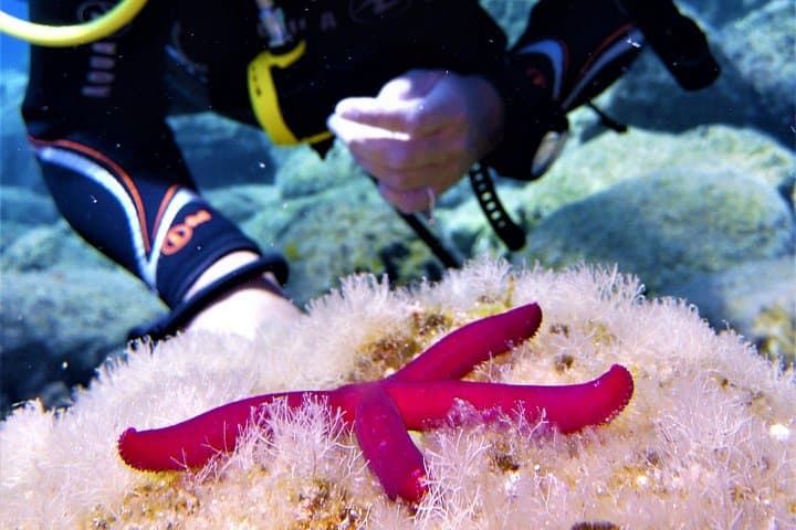 Try Scuba in Mandraki Harbor: Private Beginner Dive in Rhodes photo 4