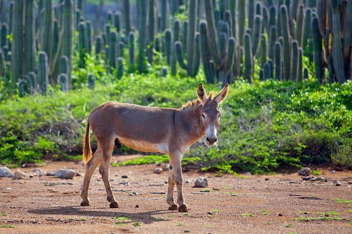 Explore Washington Slagbaai National Park: Full-Day Tour and Snorkel in Bonaire photo 4
