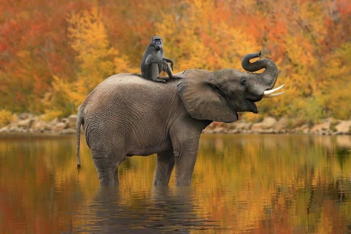 Classic Kruger National Park Safari: Panorama Route, Blyde River Canyon & Big Five Game Drives