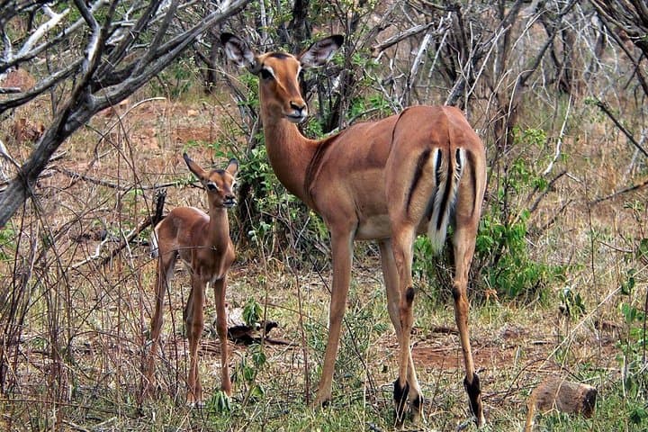 Classic Kruger National Park Safari: Panorama Route, Blyde River Canyon & Big Five Game Drives photo 4