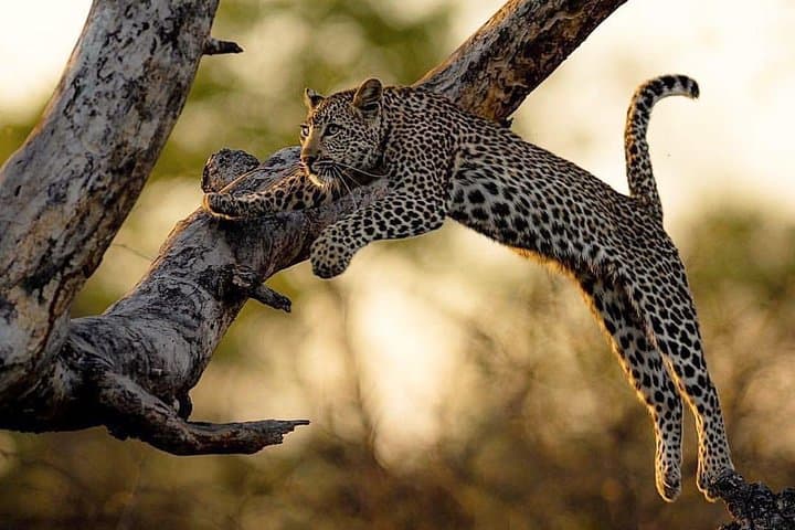 Classic Kruger National Park Safari: Panorama Route, Blyde River Canyon & Big Five Game Drives photo 5