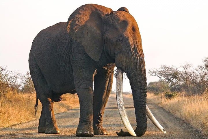 Classic Kruger National Park Safari: Panorama Route, Blyde River Canyon & Big Five Game Drives photo 6