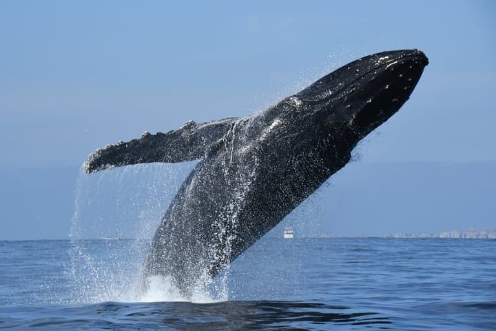 Puerto Vallarta Whale Watching with Marine Biologists: Hydrophones, Humpbacks, and Banderas Bay photo 6