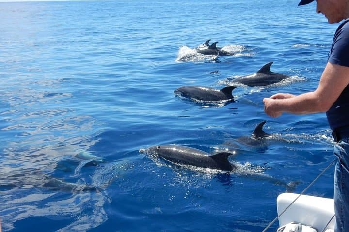 Madeira Magic Dolphin Celebrity Small-Group Catamaran Whale and Dolphin Watching photo 2