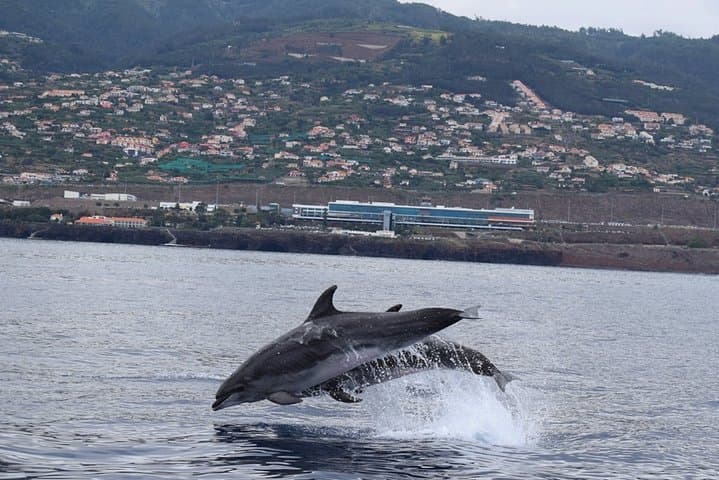 Madeira Magic Dolphin Celebrity Small-Group Catamaran Whale and Dolphin Watching photo 3