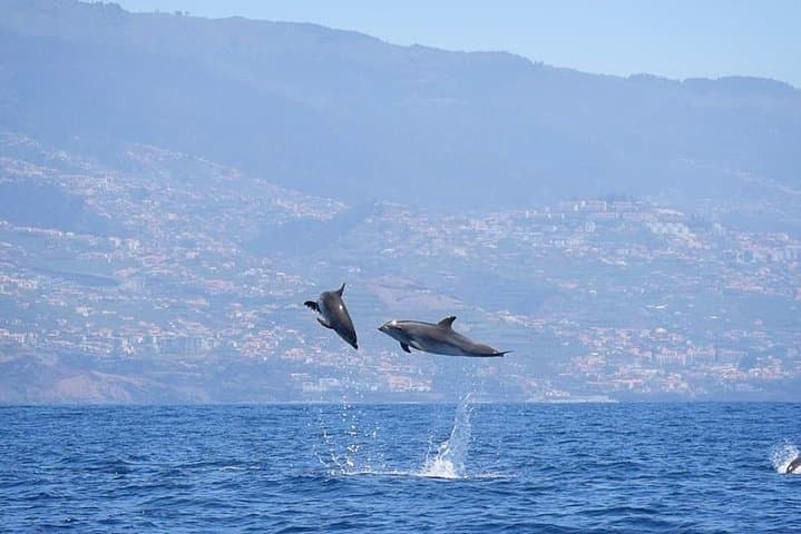 Madeira Magic Dolphin Celebrity Small-Group Catamaran Whale and Dolphin Watching photo 4
