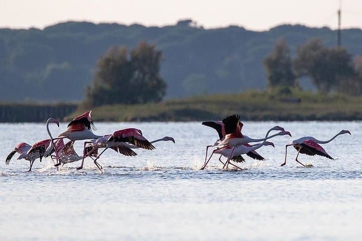 Small-Group Boat Birdwatching in Pialassa Baiona: Flamingos, Herons & Lagoon Life photo 6