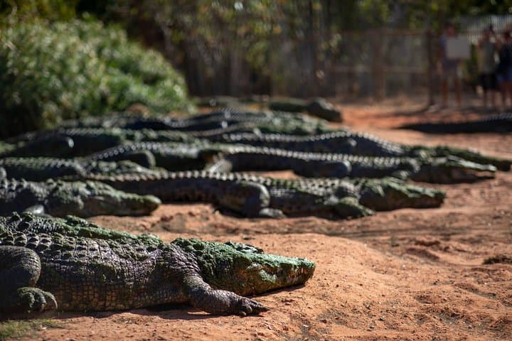 Malcolm Douglas Crocodile Park Tour Broome — Guided Crocodile Feeding & Wildlife Experience photo 4