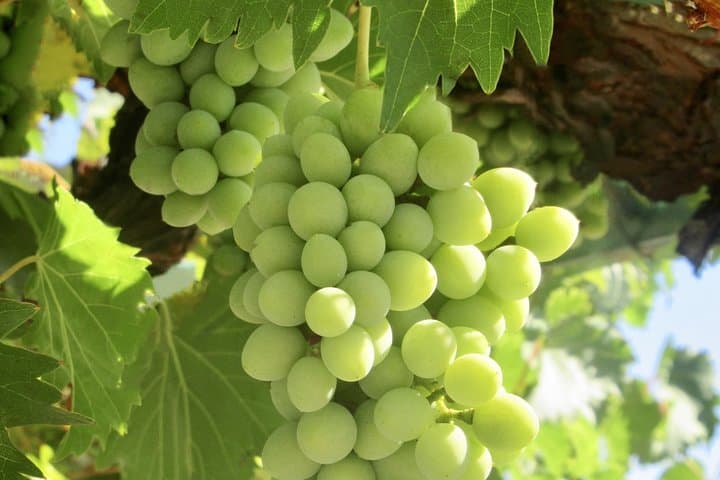 Private Napa & Sonoma Wine Tour — Custom 8–10 Hour Tasting from San Francisco