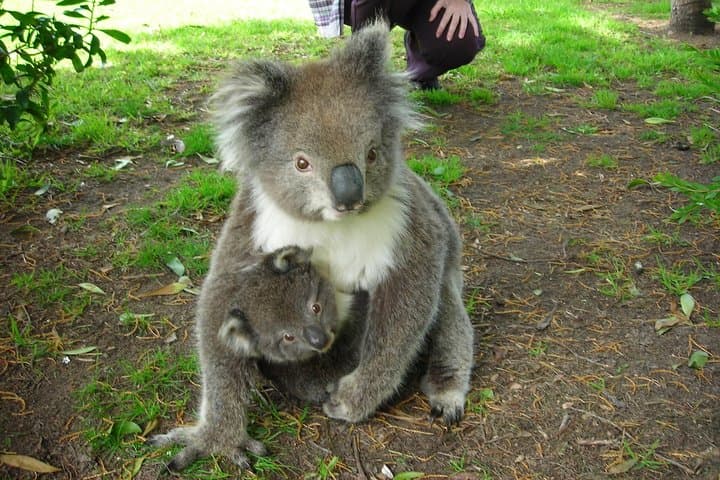 2-Day Private Great Ocean Road Tour: Twelve Apostles, Rainforest Walks & Coastal Wildlife photo 2