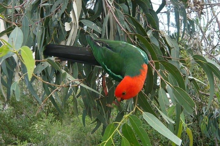 3-Day Private Adelaide to Melbourne: Great Ocean Road, Naracoorte Caves & Coonawarra Wine photo 3
