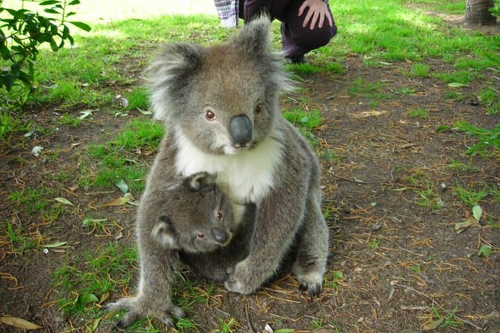 3-Day Private Adelaide to Melbourne: Great Ocean Road, Naracoorte Caves & Coonawarra Wine photo 6