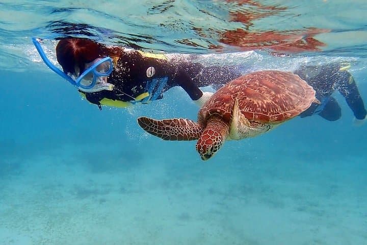 Snorkel with Sea Turtles in Freeport: Private Turtle Swim & Beach Day