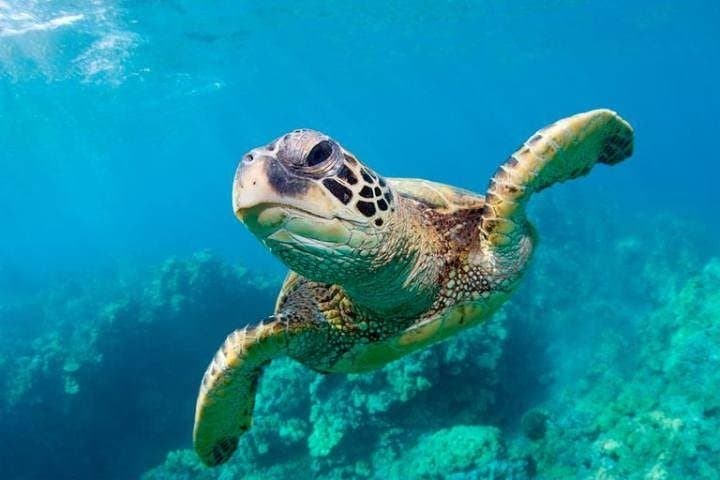 Snorkel with Sea Turtles in Freeport: Private Turtle Swim & Beach Day photo 2
