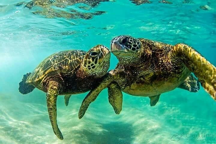 Snorkel with Sea Turtles in Freeport: Private Turtle Swim & Beach Day photo 3