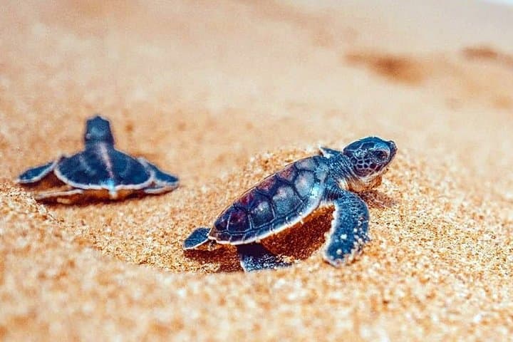 Sri Lanka Coastal Escape: Hikkaduwa & Mirissa 5N/6D Beach Holiday photo 5