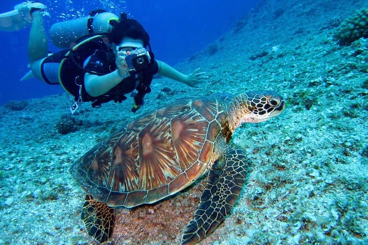 Discover Scuba Diving in Sharm el Sheikh: Beginner Beach Dive in the Red Sea