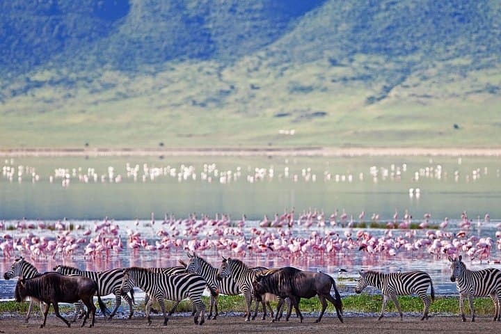 Ngorongoro Crater Day Trip: Safari Inside a 19km Volcanic Caldera