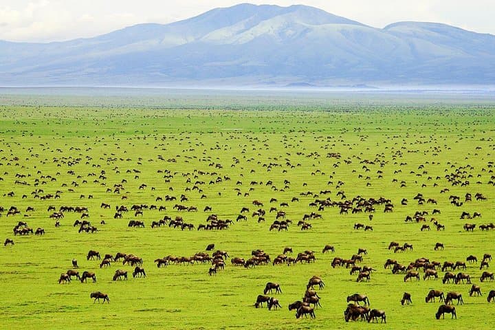 Saadani Day Trip: Coastal Safari Where Savannah Meets the Sea