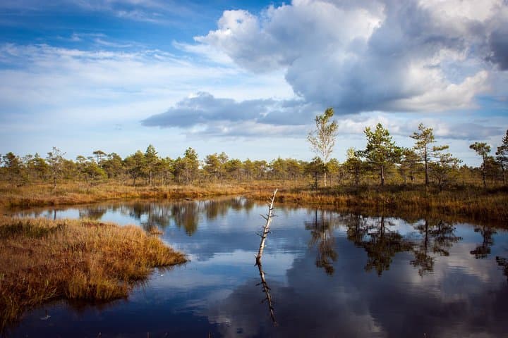 Bogs and Resorts in Jurmala: Kemeri Bog, Dzintari Tower & Baltic Beaches