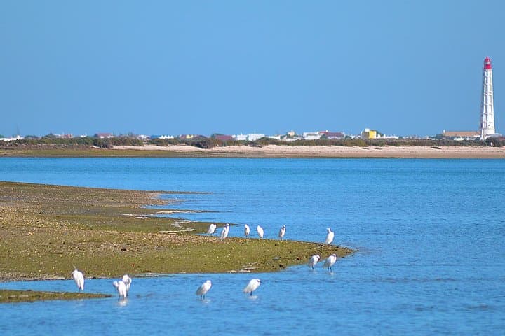 Private Ria Formosa Boat Cruise from Faro — Farol & Deserta Islands photo 4