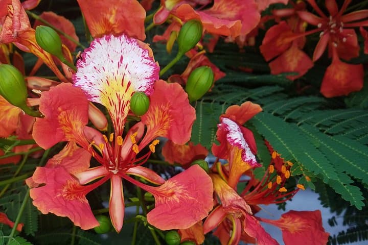 Explore Old Town: The Ultimate Private Walking Tour of Key West photo 3