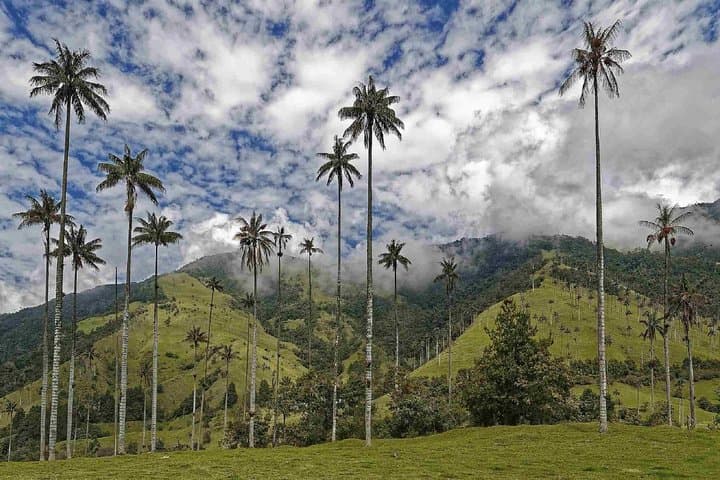 Cocora Valley Wax Palms & Salento Coffee — Full-Day Private Tour