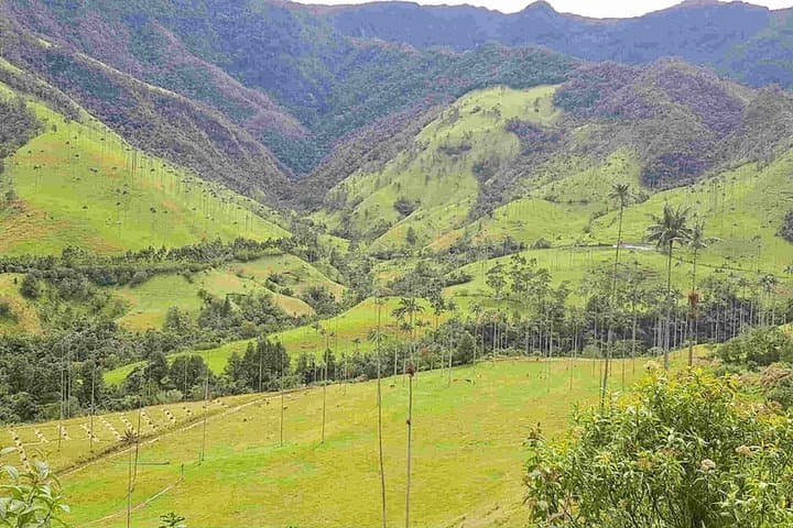Cocora Valley Wax Palms & Salento Coffee — Full-Day Private Tour photo 3
