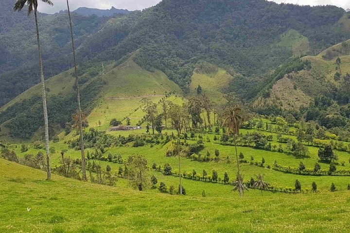 Cocora Valley Wax Palms & Salento Coffee — Full-Day Private Tour photo 4