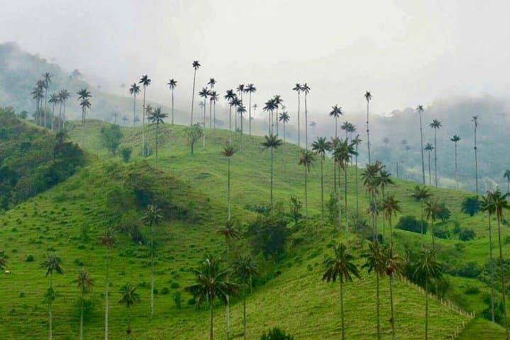 Cocora Valley Wax Palms & Salento Coffee — Full-Day Private Tour photo 5