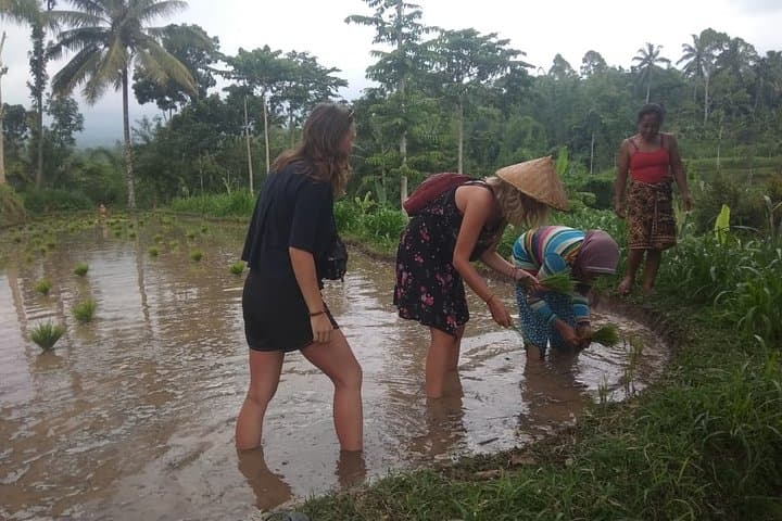 Panorama Walk at Tetebatu Village: Rice Fields, Waterfall Swim & Sasak Farm Experience