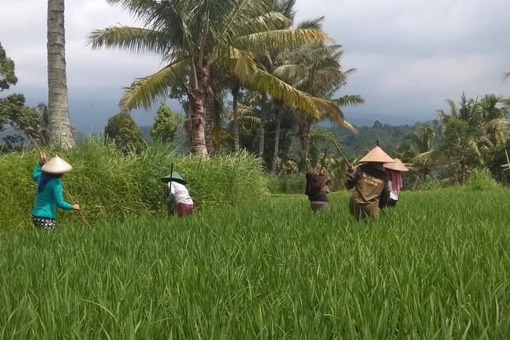 Panorama Walk at Tetebatu Village: Rice Fields, Waterfall Swim & Sasak Farm Experience photo 3