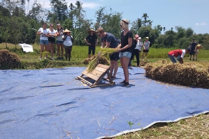Panorama Walk at Tetebatu Village: Rice Fields, Waterfall Swim & Sasak Farm Experience photo 4