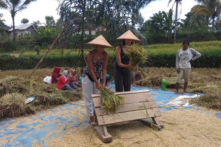 Panorama Walk at Tetebatu Village: Rice Fields, Waterfall Swim & Sasak Farm Experience photo 6