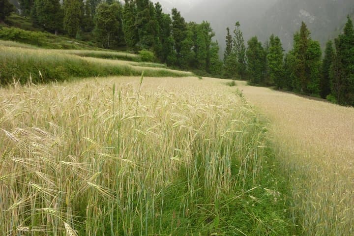 5-Day Indrahar Pass Trek from McLeod Ganj — 4,342m Dhauladhar Crossing photo 2