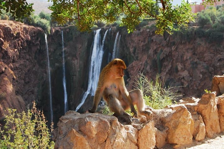 Ouzoud Waterfalls Full Day Trip from Marrakech — Visiting Morocco’s 110m Cascades photo 6