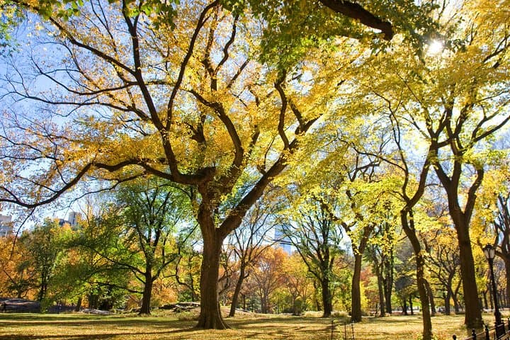 Central Park Photography Tour: Capture Iconic NYC Scenes with a Local Guide photo 2