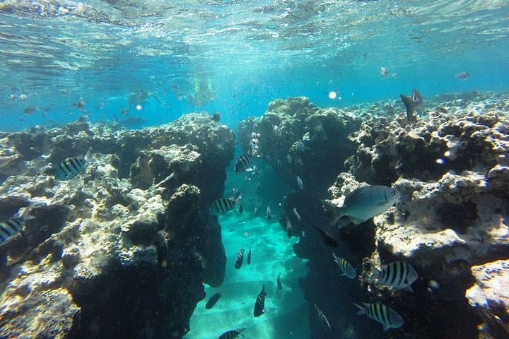 Sosúa Snorkel & Beach Day from Puerto Plata — Two Reefs, Sun Chairs and Local Flavor photo 5