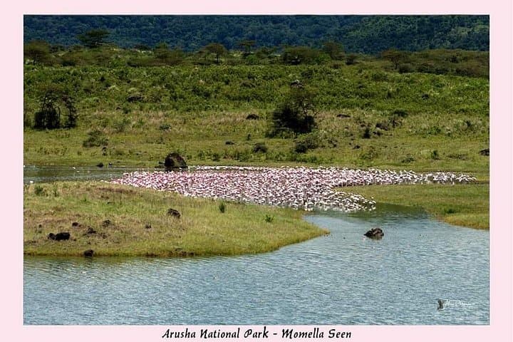 4-Day Mount Meru Trek: Rainforest, Wildlife and Alpine Summit near Arusha photo 5