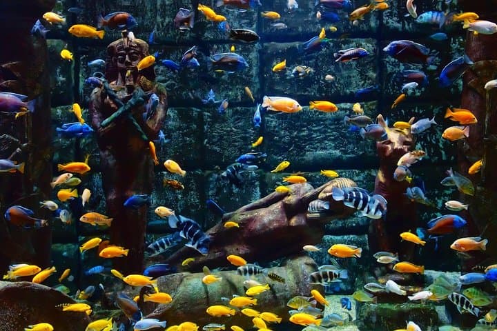 Antalya Aquarium: Europe’s Longest Underwater Tunnel — Ticket from Belek photo 3
