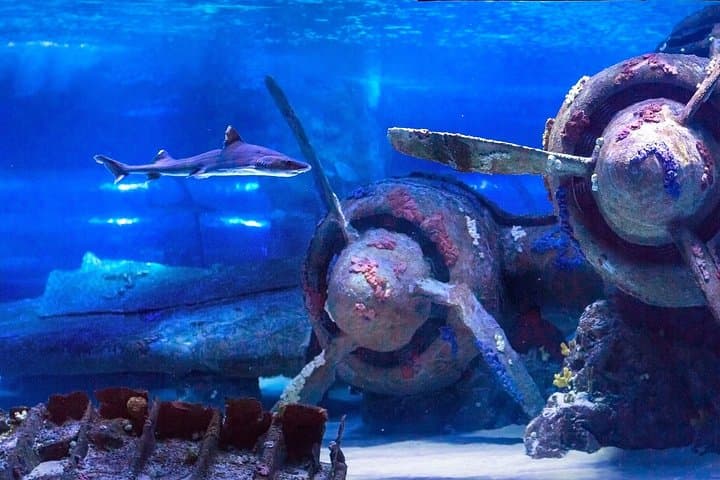 Antalya Aquarium: Europe’s Longest Underwater Tunnel — Ticket from Belek photo 4
