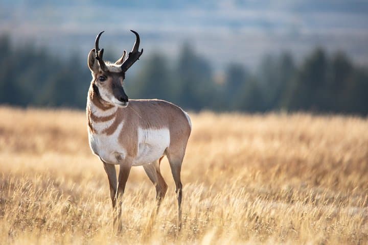 Yellowstone Full-Day Private Tour and Hike from Gardiner photo 5