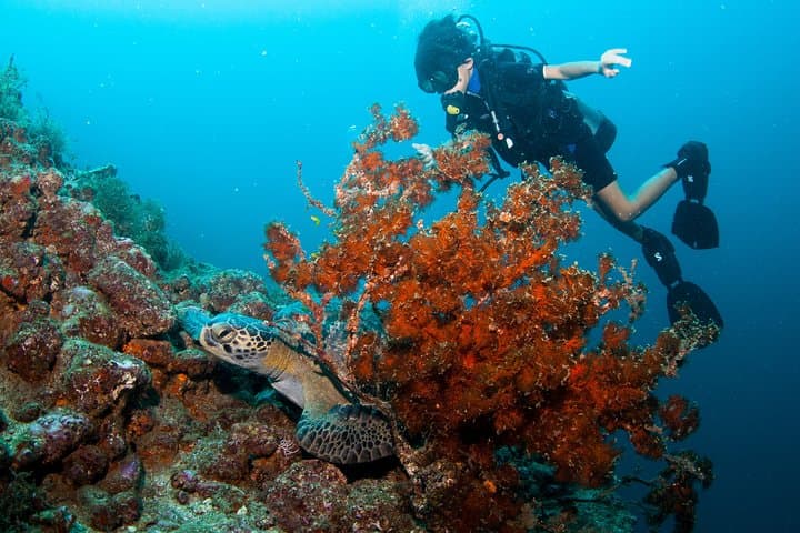 Private Scuba Diving in Puerto Vallarta: Boat-Only Reefs & Marietas Access photo 4