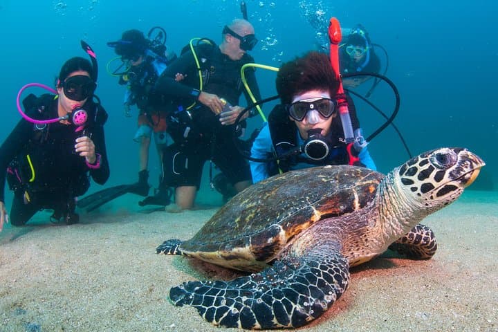 Private Scuba Diving in Puerto Vallarta: Boat-Only Reefs & Marietas Access